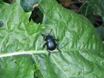 SX30282 Bug on leaf.jpg